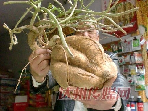 个个3斤多最重超8斤 渠县村民种出超级红薯 个个3斤多最重超8斤 渠县村民种出超级红薯