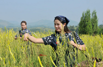 达州日报：黄花十万亩 遍地是黄金