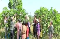 渠南乡产业拓宽村民致富路