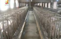 刘登海：返乡创业  猪年发“猪”财