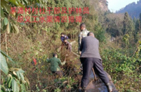丰乐镇开展农田水利沟渠清淤整治工作