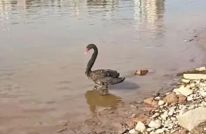 渠江 飞来“稀客”黑天鹅