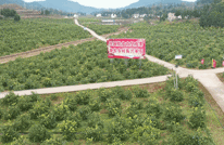 拼经济 稳增长 | 渠县：安北乡12000多亩柠檬丰收 果盘子变村民增收的钱袋子