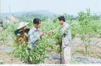 大学生张广平林亚兰回乡创业致富乡邻