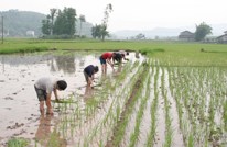 巴山民兵助春耕