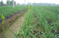 渠县黄花实现由实用向观赏蜕变