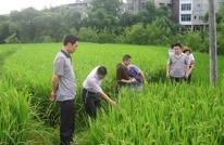 岩峰镇五针对五补救 紧急消杀稻飞虱