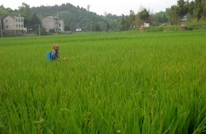 岩峰镇五措施切实加强稻飞虱防治工作