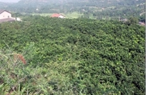 巨光乡蜜柚协会获中国科协、财政部表彰