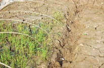 屏西乡积极发动干群  多条举措抗旱救灾