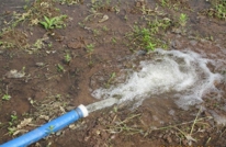 岩峰镇：电灌站 抗大旱