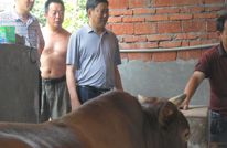 书记到场解难题 养牛大户信心足