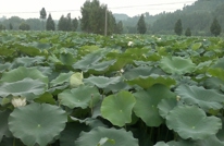 安北乡大力发展莲藕种植
