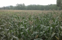 安北乡玉米高产示范片助农增收