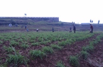 清溪场镇黄花地头花农忙