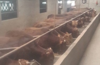 大义乡领导到养牛基地调研