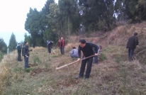 大义乡认真开展义务植树造林活动