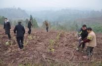 香椿树为嘉禾乡雅化村再添新希望