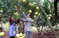 巨光乡棺溪蜜柚