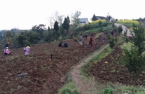 双土乡开展植树活动