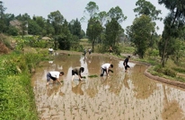 嘉禾乡雅化村党员干部集体下田插秧