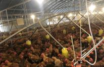 巧抓温氏“鸡”遇 助力脱贫致富