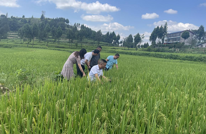 贵福镇农技助力水稻增收