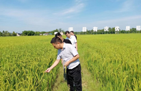 向撂荒地要粮油 党建引领粮油生产大丰收