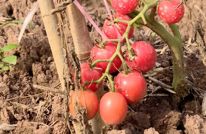 中滩镇天山村：小番茄带来大流量