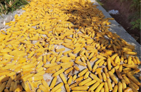 渠县拱市乡：玉米地里大丰收  集体经济  大发展