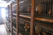 发展特色产业，繁荣农业经济