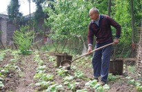 巨光乡春苗护理如火如荼