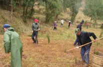 涌兴镇积极开展春季义务植树活动