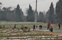 清溪场镇全力以赴备战农业“三合一”现场会