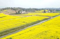 中滩镇花园村：油菜花开美如画 游客慕名赏春光
