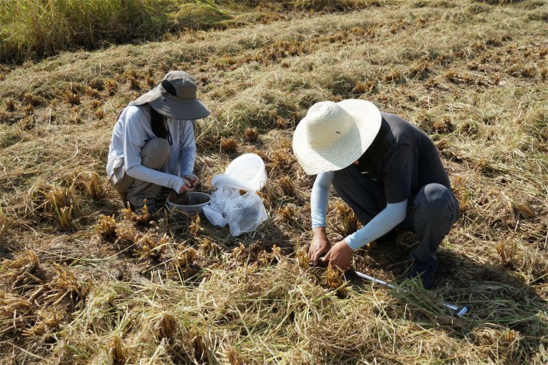 研究人员在试验田取样.jpg