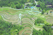 渠县：强村富民有“粮”方，稻米飘香绘“丰”景