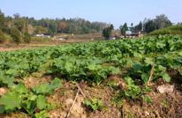 用好冬闲田 念好“油菜经”