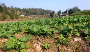 用好冬闲田 念好“油菜经”
