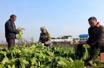 文崇谭坝：村民义务投劳 助力集体榨菜抢收