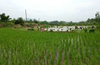 谭坝乡村振兴路上的实践与思考（三）风雨兼程：产业发展的喜与忧