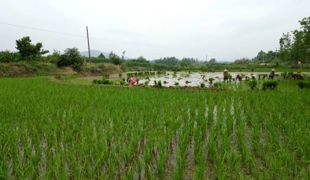 谭坝乡村振兴路上的实践与思考（三）风雨兼程：产业发展的喜与忧