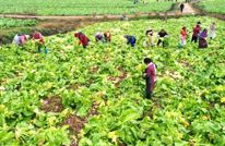 【昂扬奋进之姿 建设福美渠县】亩产5000斤渠县榨菜喜获丰收