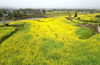 渠县：油菜“一促三防” 确保增产增收