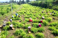 安北乡撂荒地种金银花 绿了荒坡富了村民