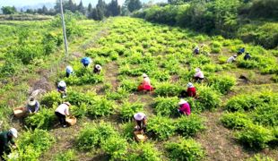 安北乡撂荒地种金银花 绿了荒坡富了村民