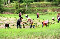 静边镇：抢抓有利时机有序推进大春生产