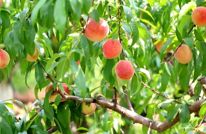 五月桃香浓 渠县新市镇加州红桃抢“鲜”上市