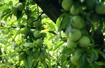 渠县：四月李甜蜜来袭助农增收