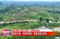 早熟李熟了！渠县新市镇迎来果商抢购潮